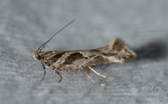 Aristotelia fungivorella