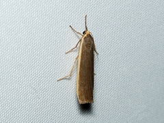 Palaeosia bicosta