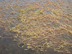 Myriophyllum quitense