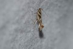 Aristotelia fungivorella