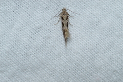 Aristotelia fungivorella