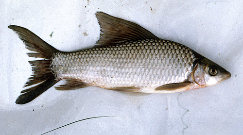 Weeks's labeo (Labeo weeksii) — Cyprinidae — 5