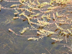 Myriophyllum quitense