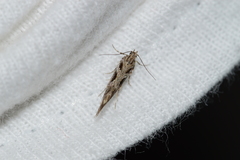 Aristotelia fungivorella