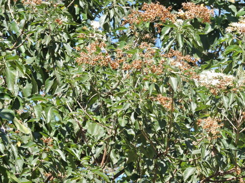 Mango (Mangifera indica)
