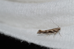 Aristotelia fungivorella