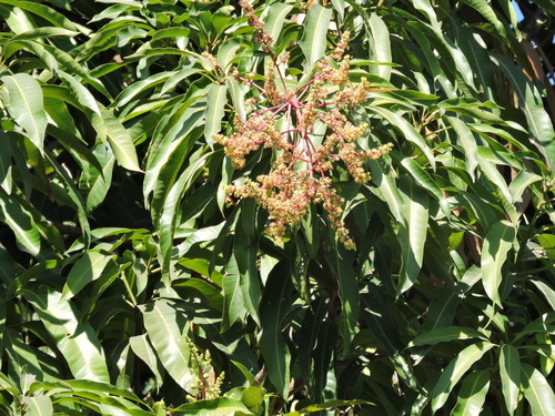 Mango (Mangifera indica)