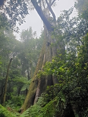 Eucalyptus fastigata