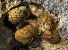 Nerita versicolor