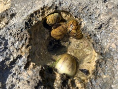 Nerita versicolor