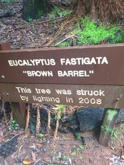 Eucalyptus fastigata