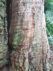 Eucalyptus fastigata