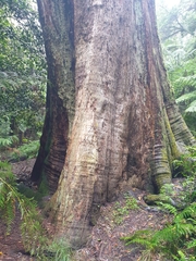 Eucalyptus fastigata