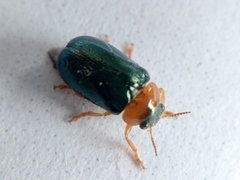 Smaragdina semiaurantiaca