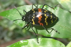 Erotylus buckleyi