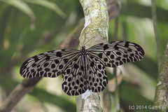 Idea lynceus lynceus