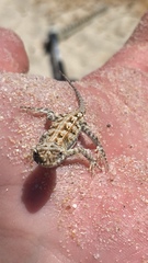 Ctenophorus adelaidensis