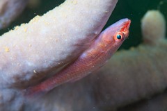 Bryaninops