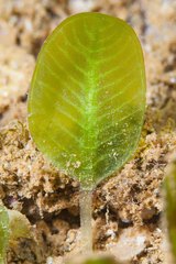 Halophila