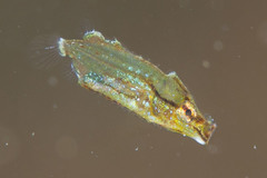 Centriscus