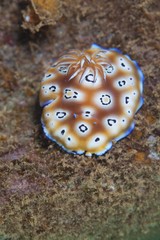 Goniobranchus leopardus