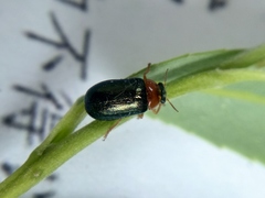 Smaragdina semiaurantiaca