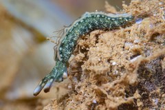 Thuridilla carlsoni