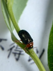 Smaragdina semiaurantiaca