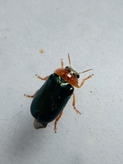 Smaragdina semiaurantiaca