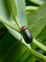 Smaragdina semiaurantiaca