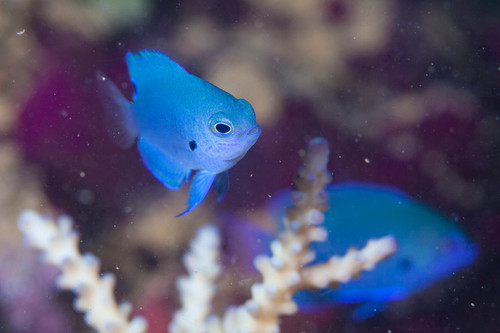 Blue-scribbled damsel (Pomacentrus nagasakiensis) — Pomacentridae