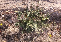 Sonchus oleraceus