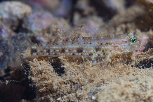 Zwartoogvlek-grondel (Istigobius nigroocellatus) — Gobiidae