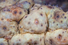 Stichopus