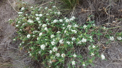 Mitracarpus megapotamicus