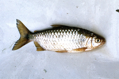 Brycinus imberi