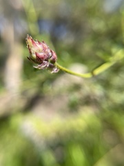 Ceanothus parryi