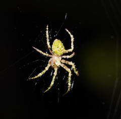 Novaranea courti