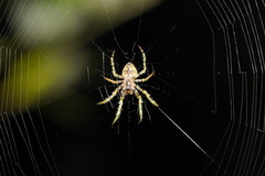 Novaranea courti