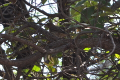 Haemorhous mexicanus