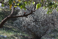 Pyrocephalus rubinus