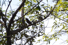 Haemorhous mexicanus