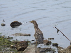 Nycticorax nycticorax