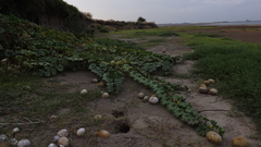 Cucurbita andreana