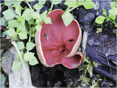 Sarcoscypha humberiana