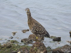 Nycticorax nycticorax