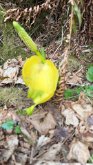 Lysichiton