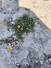 Tetraneuris linearifolia