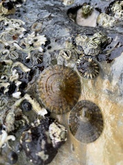 Cellana tramoserica