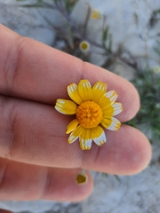 Tetraneuris linearifolia